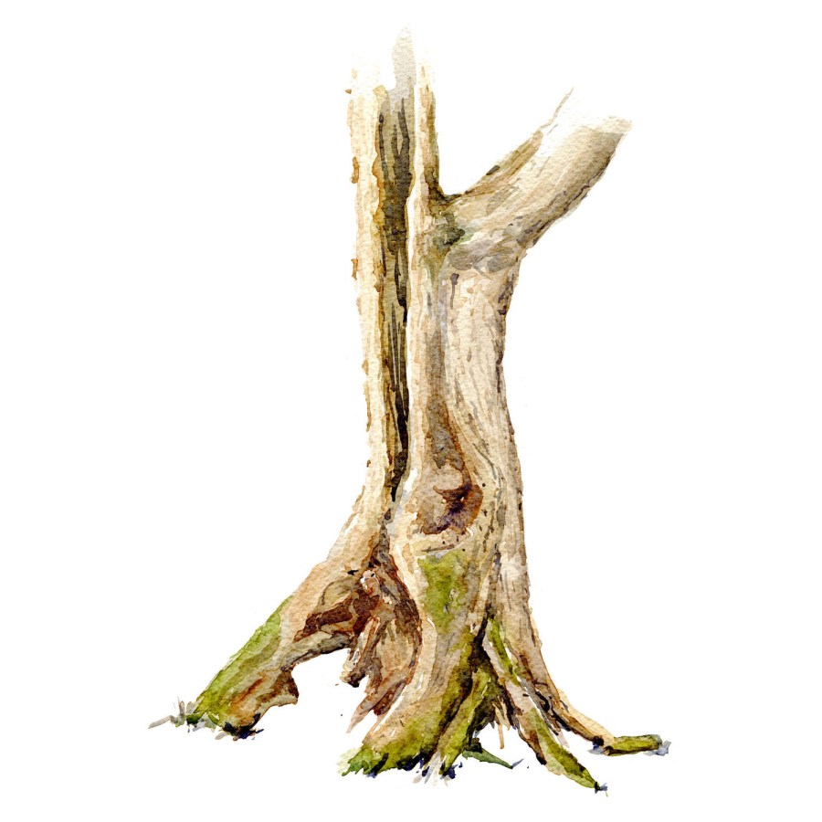 Watercolour painting of Alder tree. Square vers. Portrait painted live in the forest. Art by Frits Ahlefeldt