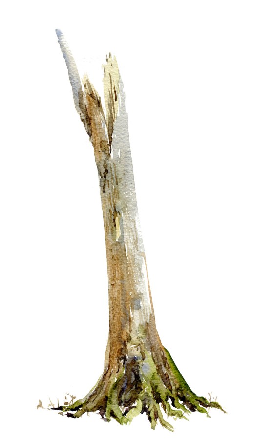 Watercolour painting of Alder tree. Portrait painted live in the forest. Art by Frits Ahlefeldt