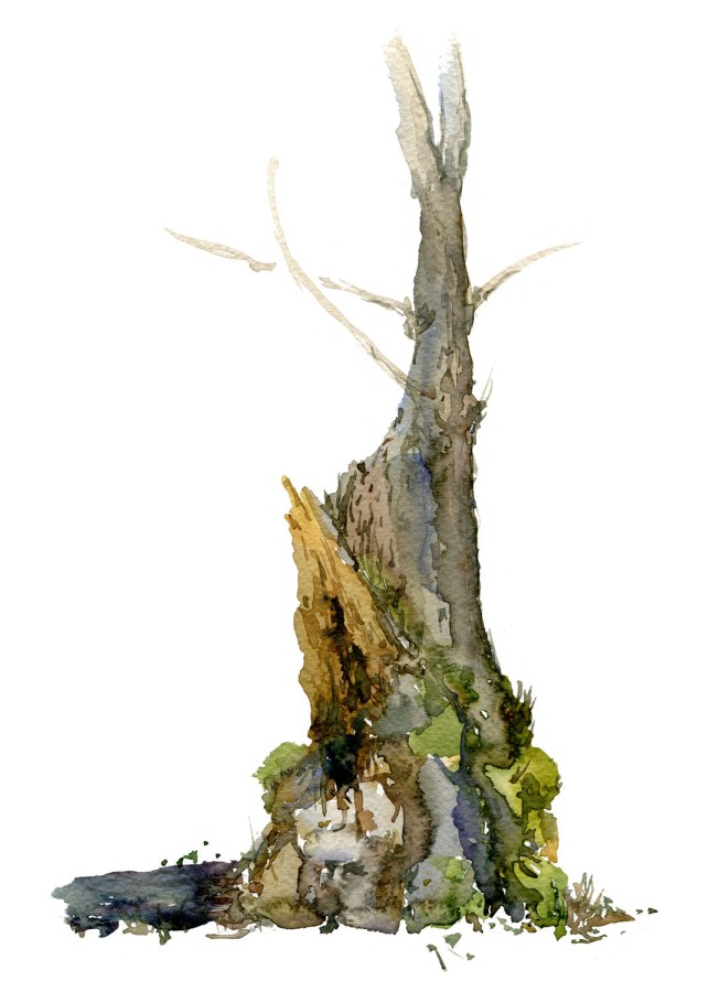 Watercolour painting of Alder tree. Portrait painted live in the forest. Art by Frits Ahlefeldt