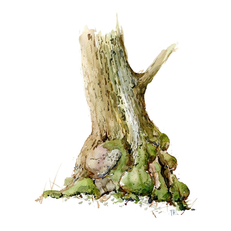 Watercolour painting of Alder tree. Square vers. Portrait painted live in the forest. Art by Frits Ahlefeldt