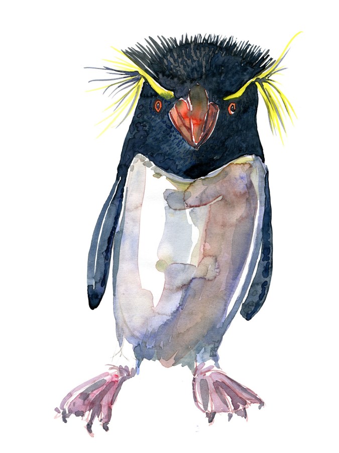 Watercolour sketch of a rockhopper penguin Art by Frits Ahlefeldt