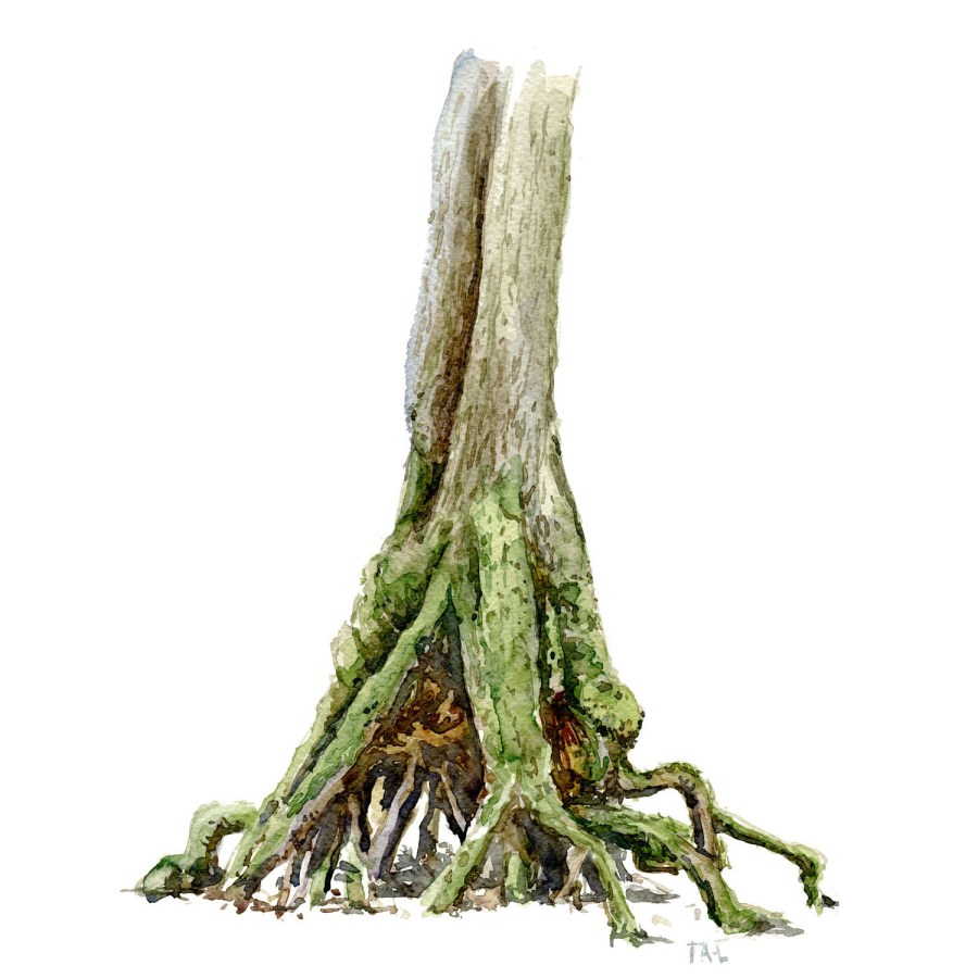 Watercolour painting of Alder tree. Square vers. Portrait painted live in the forest. Art by Frits Ahlefeldt