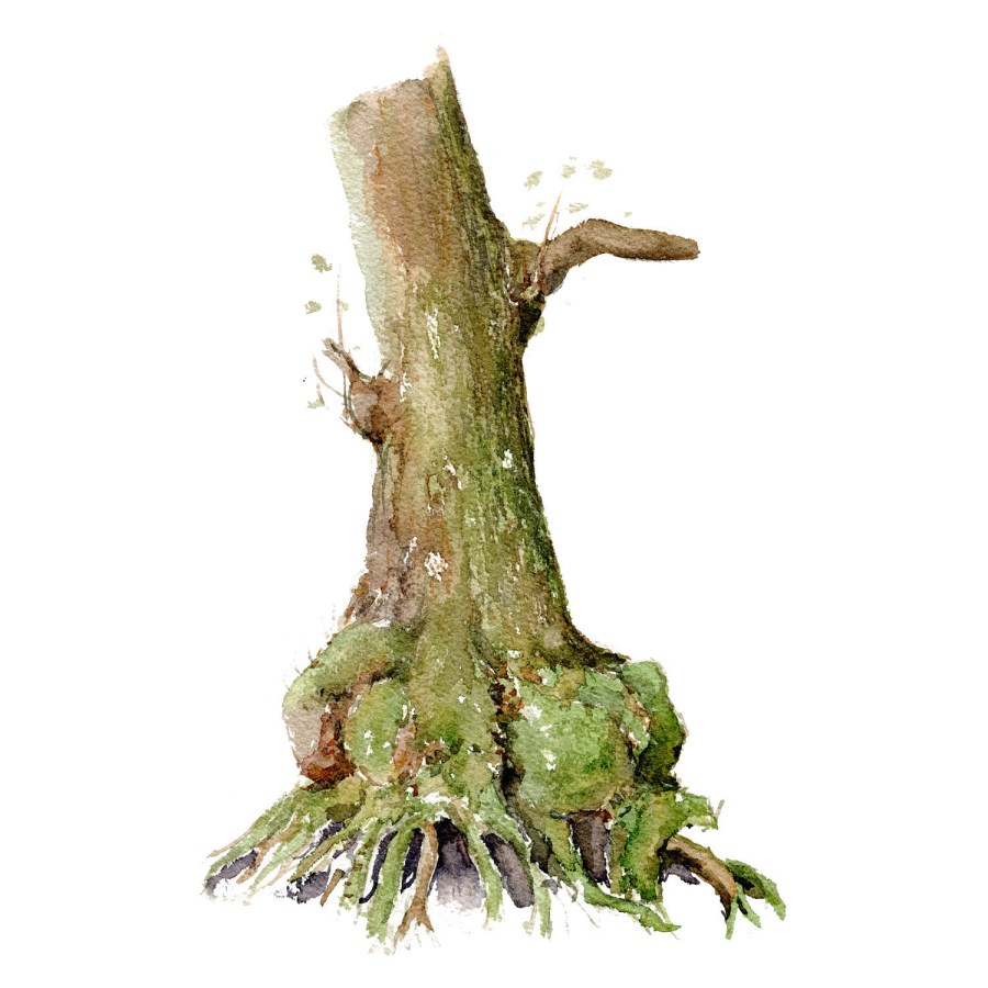 Watercolour painting of Alder tree. Square vers. Portrait painted live in the forest. Art by Frits Ahlefeldt