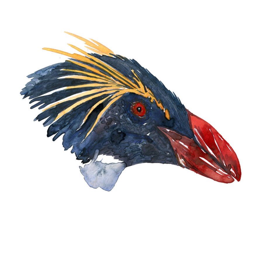 Watercolour sketch of a rockhopper penguin Art by Frits Ahlefeldt