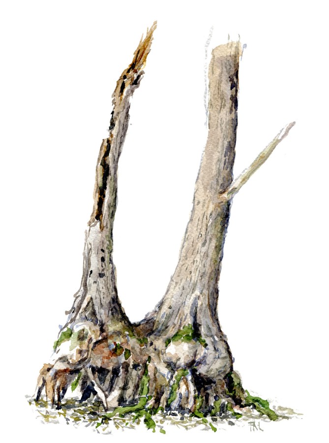 Watercolour painting of Alder tree. Portrait painted live in the forest. Art by Frits Ahlefeldt