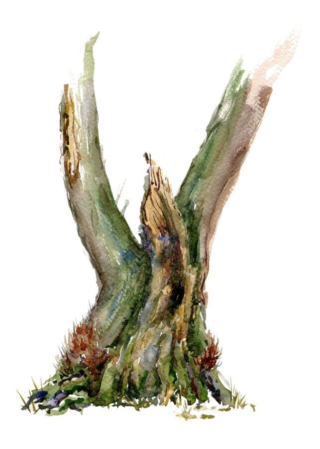 Watercolour painting of Alder tree. Portrait painted live in the forest. Art by Frits Ahlefeldt