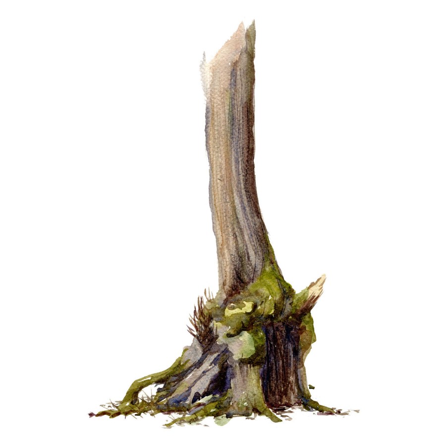 Watercolour painting of Alder tree. Square vers. Portrait painted live in the forest. Art by Frits Ahlefeldt