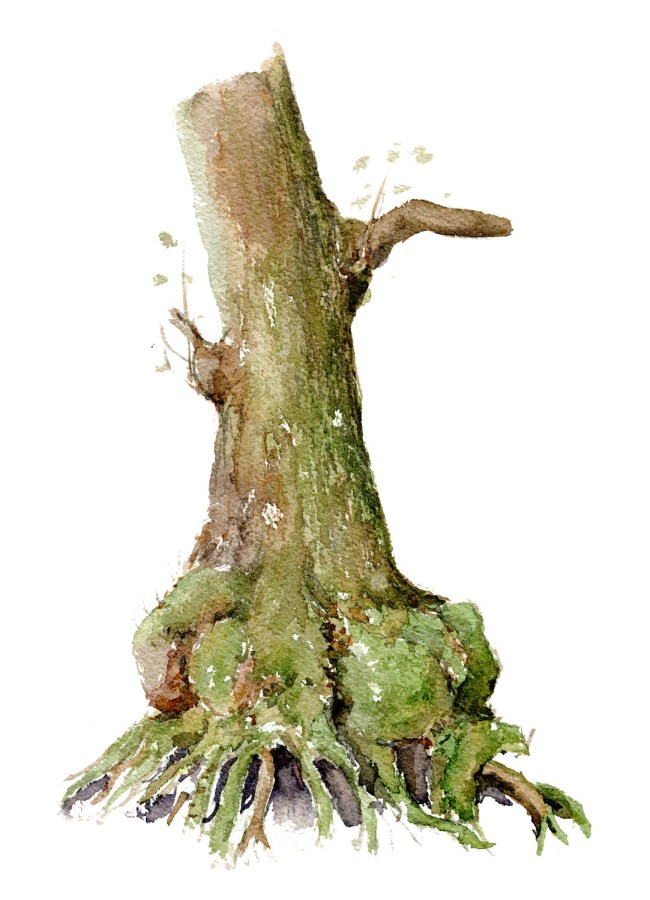 Watercolour painting of Alder tree. Portrait painted live in the forest. Art by Frits Ahlefeldt