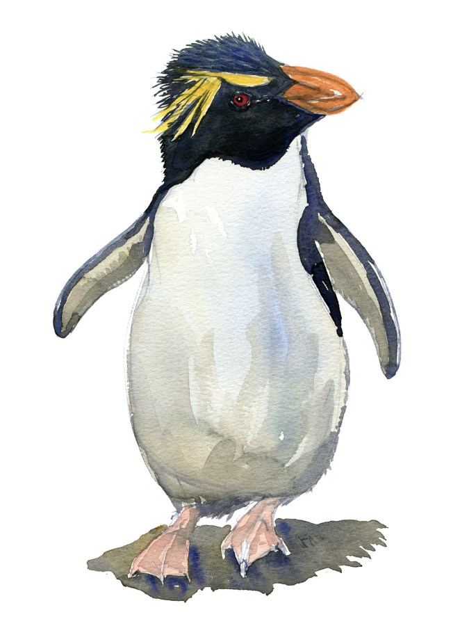 Watercolour sketch of a rockhopper penguin Art by Frits Ahlefeldt