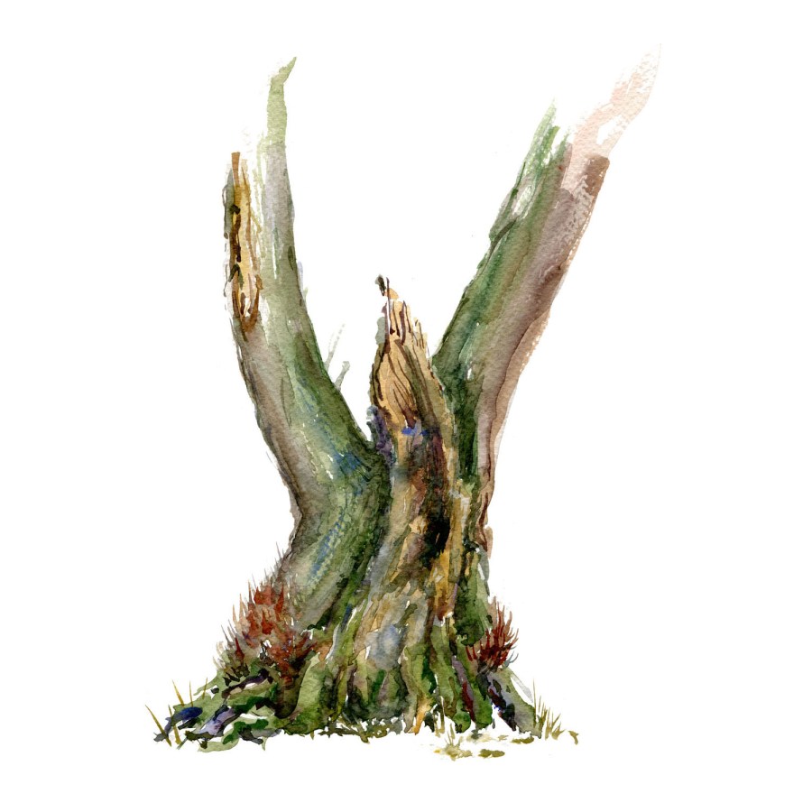 Watercolour painting of Alder tree. Square vers. Portrait painted live in the forest. Art by Frits Ahlefeldt