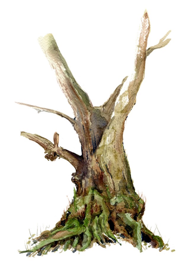 Watercolour painting of Alder tree. Portrait painted live in the forest. Art by Frits Ahlefeldt