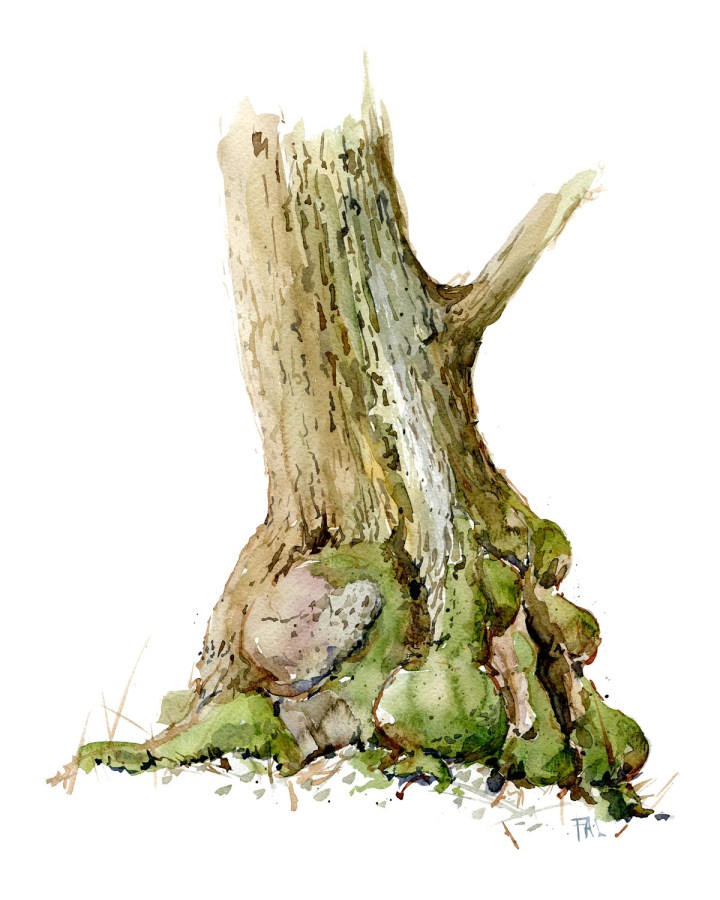 Watercolour painting of Alder tree. Portrait painted live in the forest. Art by Frits Ahlefeldt