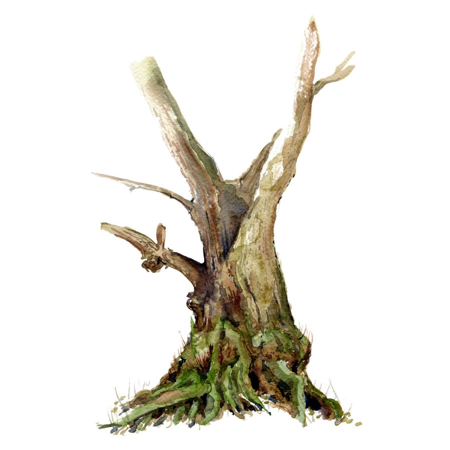 Watercolour painting of Alder tree. Square vers. Portrait painted live in the forest. Art by Frits Ahlefeldt