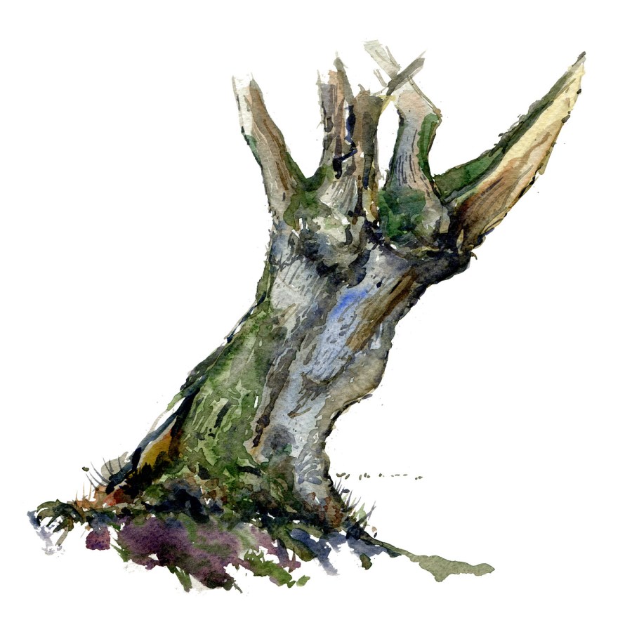 Watercolour painting of Alder tree. Portrait painted live in the forest. Art by Frits Ahlefeldt