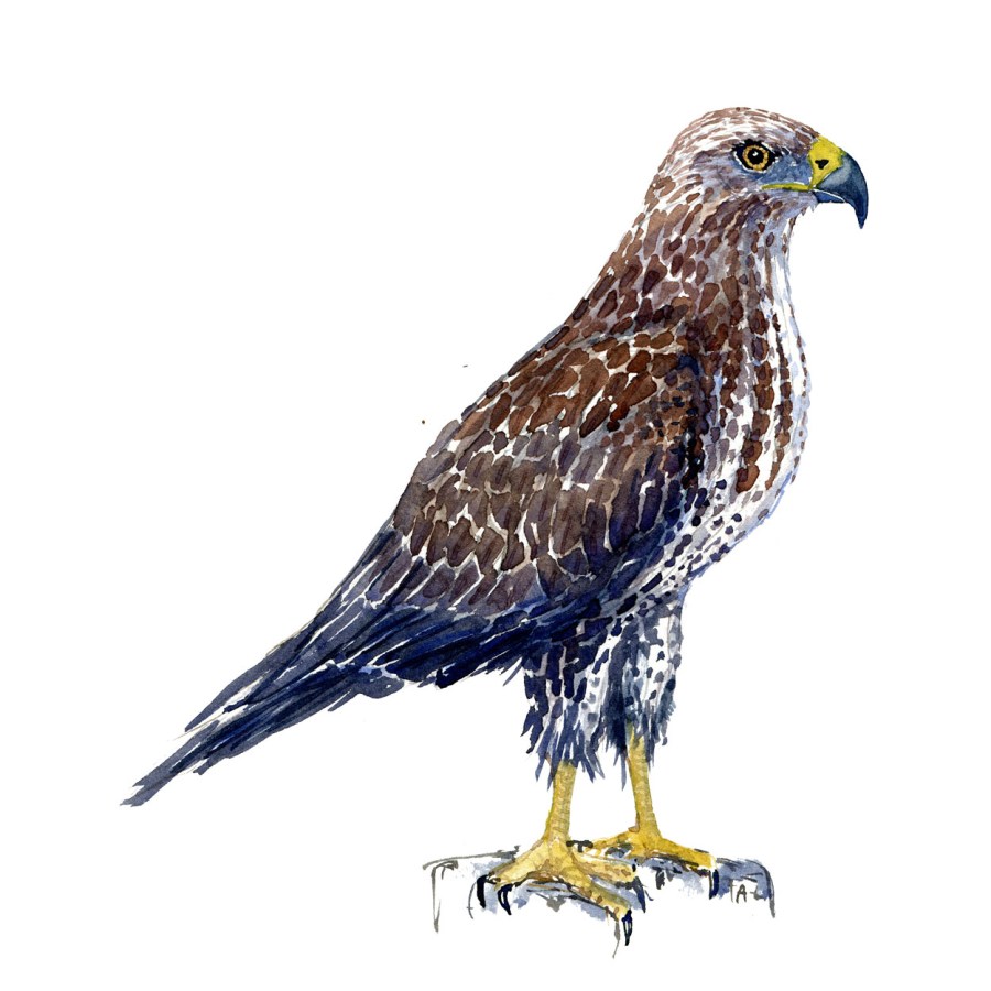 Watercolor sketch of a Common Buzzard Bird. Painting by Frits ahlefeldt