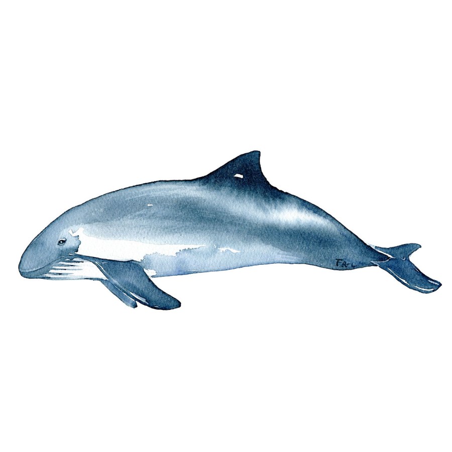 Watercolor of the Harbour Porpoise - a Small whale. Art by Frits Ahlefeldt