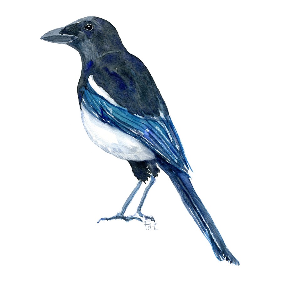 Watercolor of European magpie - art by Frits Ahlefeldt