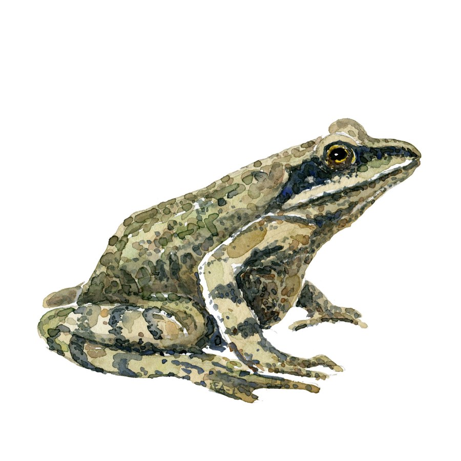 Watercolor of Moor frog - painting by Frits Ahlefeldt